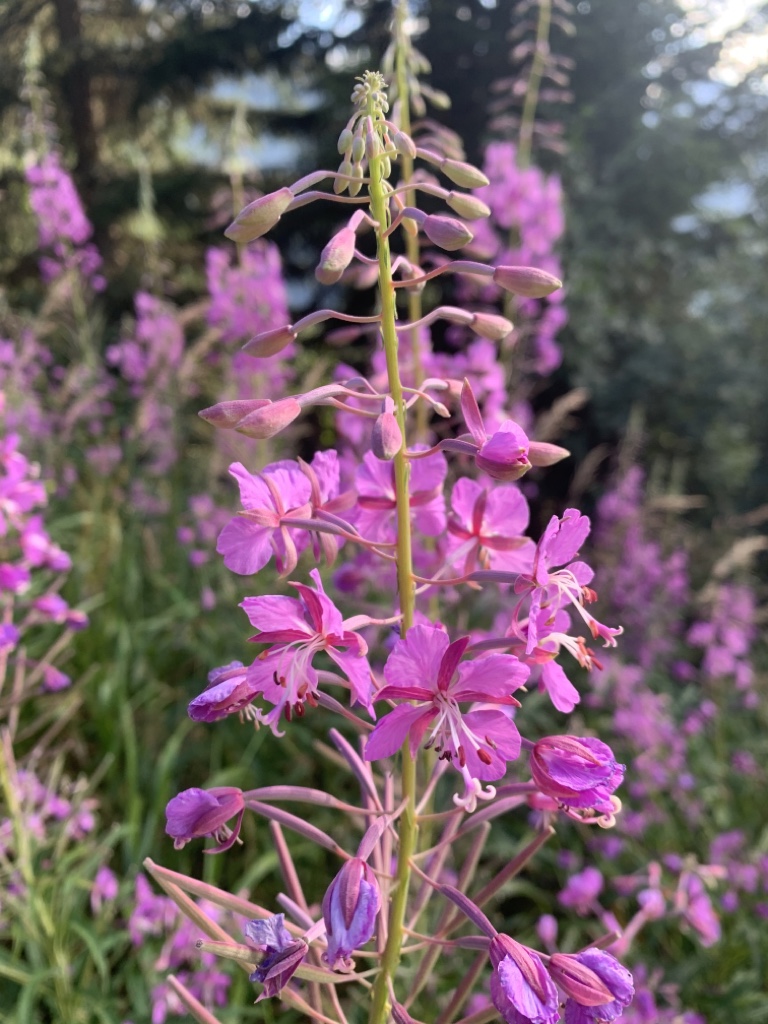 ZT Blume pink